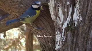 Download lagu African blue tit Ssp C. t. cyrenaicae (Libyan blue tit) NE Libya. mp3 Download lagu African blue tit Ssp C. t. cyrenaicae (Libyan blue tit) NE Libya. mp3