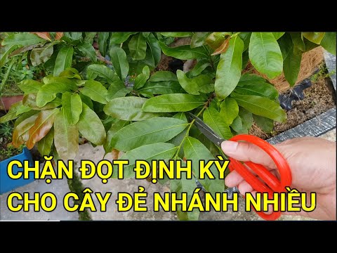 🔴 QBS22220 - CHẶN ĐỌT MAI ĐỊNH KỲ || CHĂM SÓC MAI VÀNG THÁNG 5 ÂM LỊCH | CÁCH LÀM MAI ĐẺ NHÁNH NHIỀU