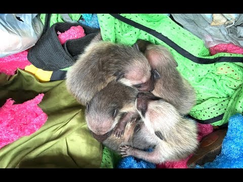 download lagu mp3 mp4 Newborn Raccoon, download lagu Newborn Raccoon gratis, unduh video klip Newborn Raccoon
