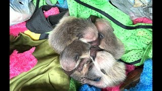 Mother Raccoons Nest in Strange Places
