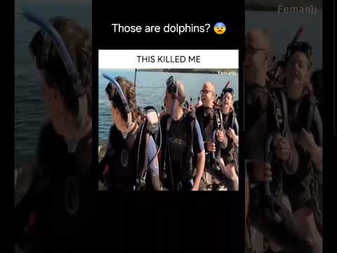 Swimming With “Fun-Loving Dolphins” Gone Wrong! 😂