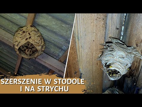 Hornets in the barn and in the loft - hornet nest removal - hornets nest - hornet