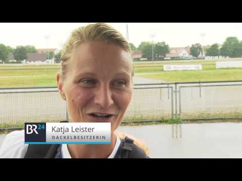 Dackel kommt wieder in Mode | BR24