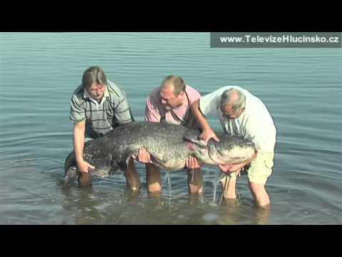 Dolní Benešov: ulovený sumec (18.8.2012)