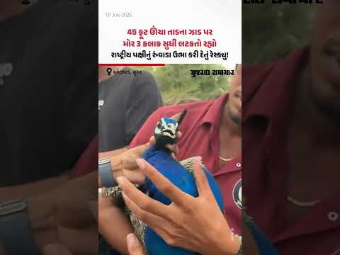 Suratના ઓલપાડમાં 45 ફૂટ ઊંચા તાડના ઝાડ પર મોર 3 કલાક સુધી લટકતો રહ્યો, જુઓ રેસ્ક્યુ Suratના ઓલપાડમાં 45 ફૂટ ઊંચા તાડના ઝાડ પર મોર 3 કલાક સુધી લટકતો રહ્યો, જુઓ રેસ્ક્યુ