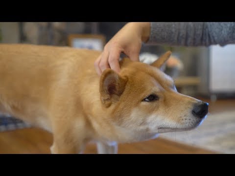 What Kind of Massage Do Dogs Like?