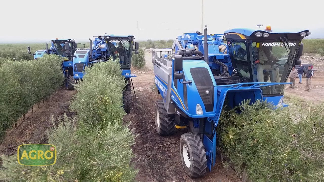 Innovación, tecnología y calidad en la producción de olivos en La Rioja (#924 2021-04-17)