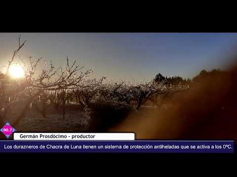 Durazneros de Chacra de Luna con sistema antihelada - Germán Prosdócimo