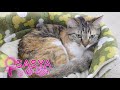 NyankuruTV vol.4  にゃんくるTV【かわいい猫カフェ／保護猫】【Cute Cat Cafe】
