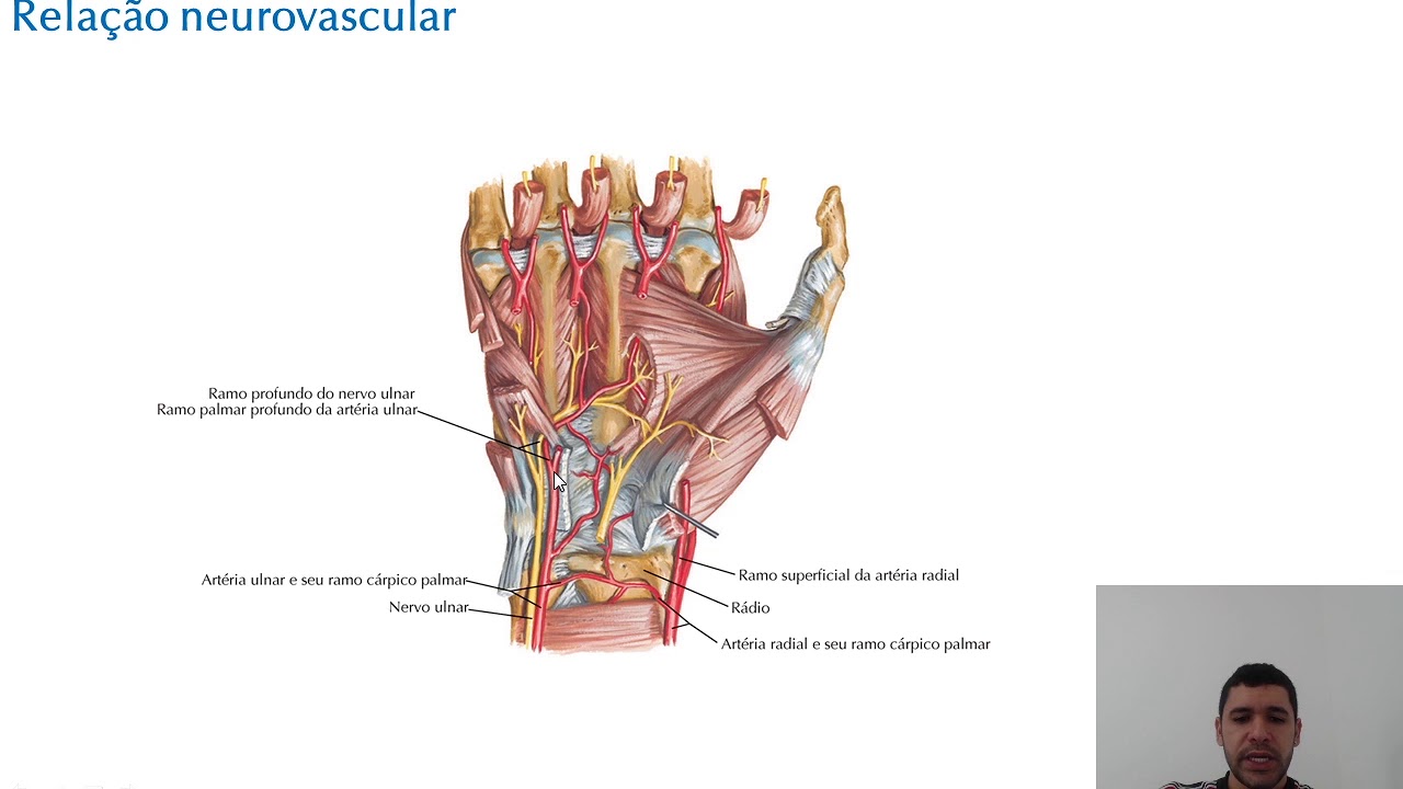 PALMA DA MÃO - Anatomia (Teórica)