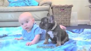 Cutest baby & puppy best friends from Shrinkabulls world famous - by Mindy Grady
