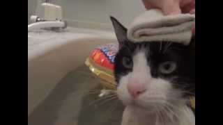 Wet Cat (Taking a Bath) - The Song
