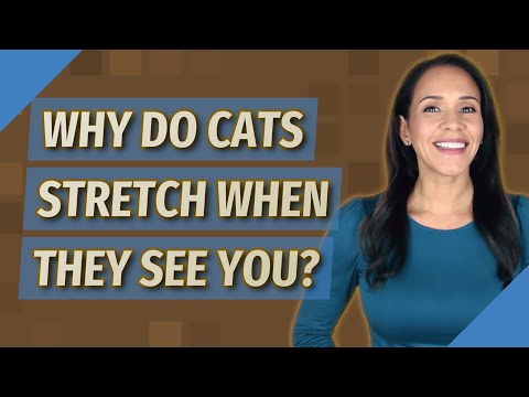 Why do cats stretch when they see you?