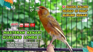 Download lagu Kenari GACOR NGEREK‼️ Masteran Kenari PAUD dan Pancingan Kenari MACET BUNYI dan Betina NGIWIR - 206 mp3 Download lagu Kenari GACOR NGEREK‼️ Masteran Kenari PAUD dan Pancingan Kenari MACET BUNYI dan Betina NGIWIR - 206 mp3