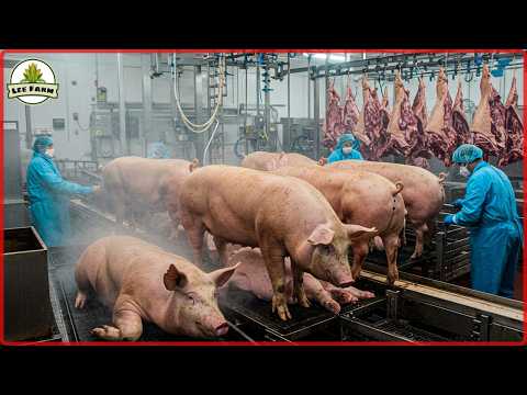 Inside South Korea's Most Advanced Pork Factory: When Technology Feeds Millions!