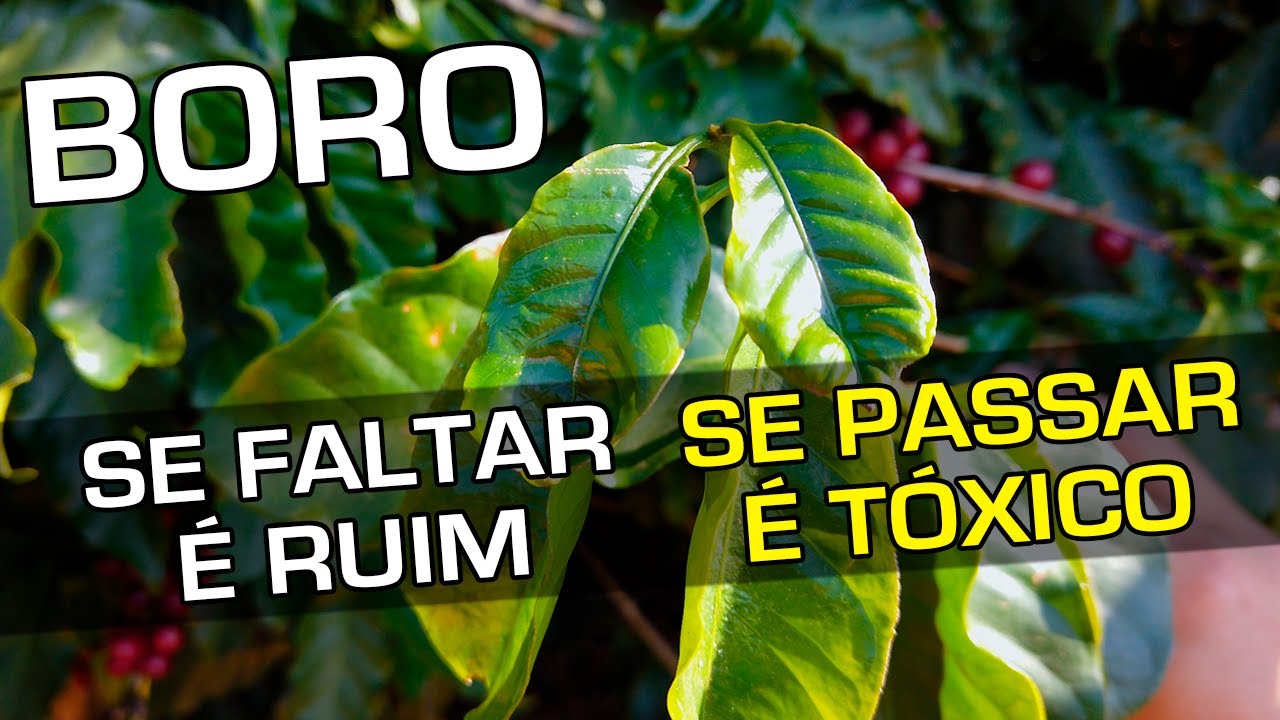 Boro | Se Faltar é Ruim, Se Passar é Tóxico | No Pé do Café