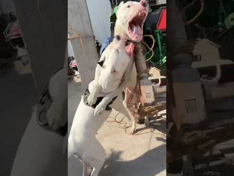 Dogo Argentino fight with his mother🚨🥵#dog#dogoargentino#doglover#fight#viral#shorts#doglover