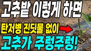 고추밭 만들때 이렇게 하면 탄저병 진딧물 벌레없이 고추가 주렁주렁! 고추가 많이 달리는 방법