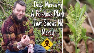 Dog's Mercury - A Poisnous Plant That Shows No Mercy 🌱☠️