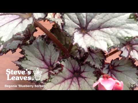 Begonia Blueberry Sorbet