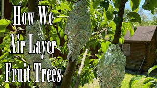 How We Air Layer Fruit Trees