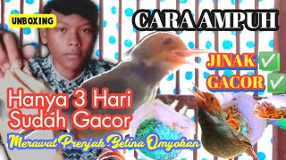 Download lagu Cara Merawat Prenjak Bahan Atau Ombyokan Agar Cepat Gacor Cukup 3 Hari Terbukti Moncer mp3