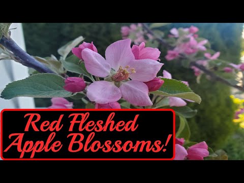 Fruit Blooms Galore! | Spring Update 2021
