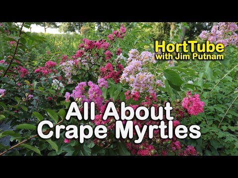 All About Crape Myrtles (Growing and Maintaining Crape Myrtles)