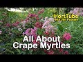All About Crape Myrtles (Growing and Maintaining Crape Myrtles) All About Crape Myrtles (Growing and Maintaining Crape Myrtles)