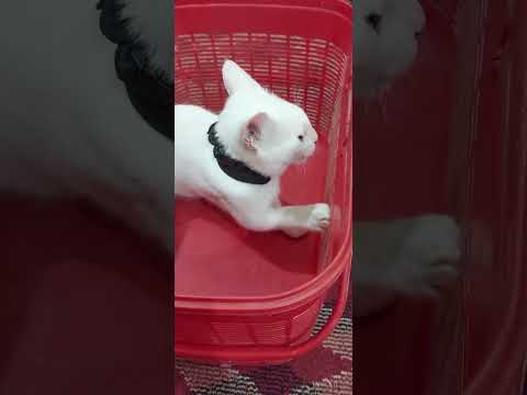 #mimi is supr duper excited #must watch her playing#