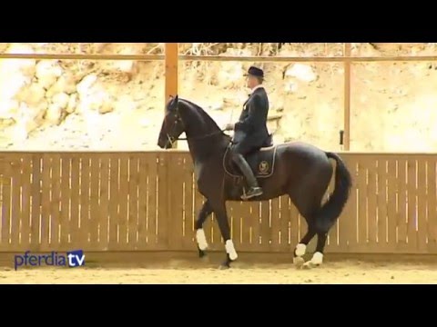 Schulschritt, fliegende Wechsel & Vorbereitung auf Piaffe und Passage | High Noon | Philippe Karl