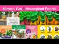 Shop Miracle Gro ️Houseplant Food S Standard How To Care Guides