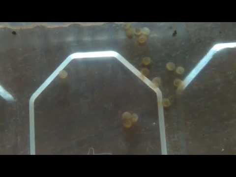 Sturisoma festivum Gelege, 5. Tag