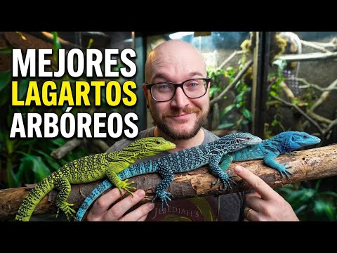 Los 5 Mejores Lagartos Arbóreos como Mascotas