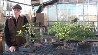 preview picture of video 'Plant City Bonsai November 2013'