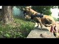 Epic Parkour - Super American Staffordshire Terrier ...