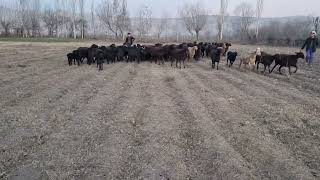 What are these sheep doing in the field?