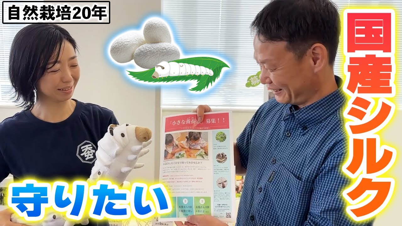 自然栽培の桑で国産シルクを守る挑戦