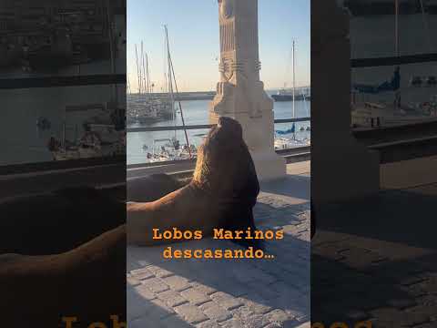 Puerto de Piriapolis,Maldonado -Uruguay 🇺🇾