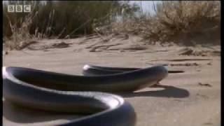 How snakes move &amp; &#39;run&#39; - Serpent - BBC Animals