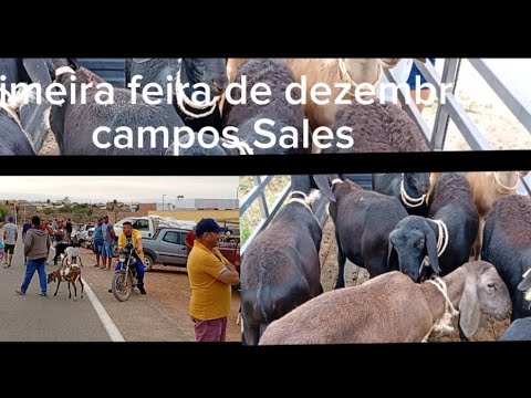 Primeira feira de dezembro, de campos Sales ceará 