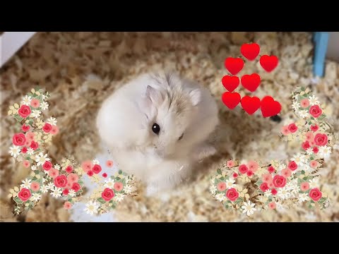 Day 287: 🐹 Hamster: Flower Dance 🌼