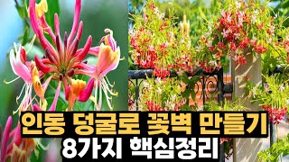 인동 덩굴, 향기나는 꽃벽 만들기, 8가지 핵심 총정리