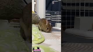 キョロキョロ🐇