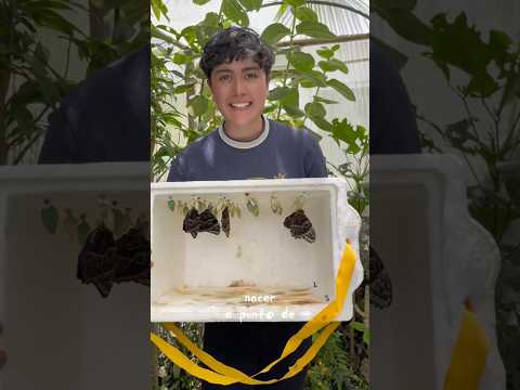 Voalá Mariposario & Orquideario - Tinjacá