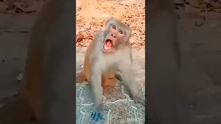 cute seal 🦭💞 &amp; monkey 🐒 funny 🤣 #funnyvideos #seal #monkey #viral #video #funny #cute #shorts #yt