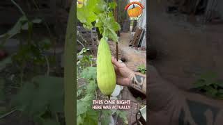 Look at the SIZE OF THIS LOOFAH!?