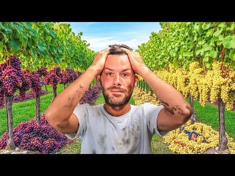 Ho un GROSSO PROBLEMA: rischio di NON FARE VINO quest'anno