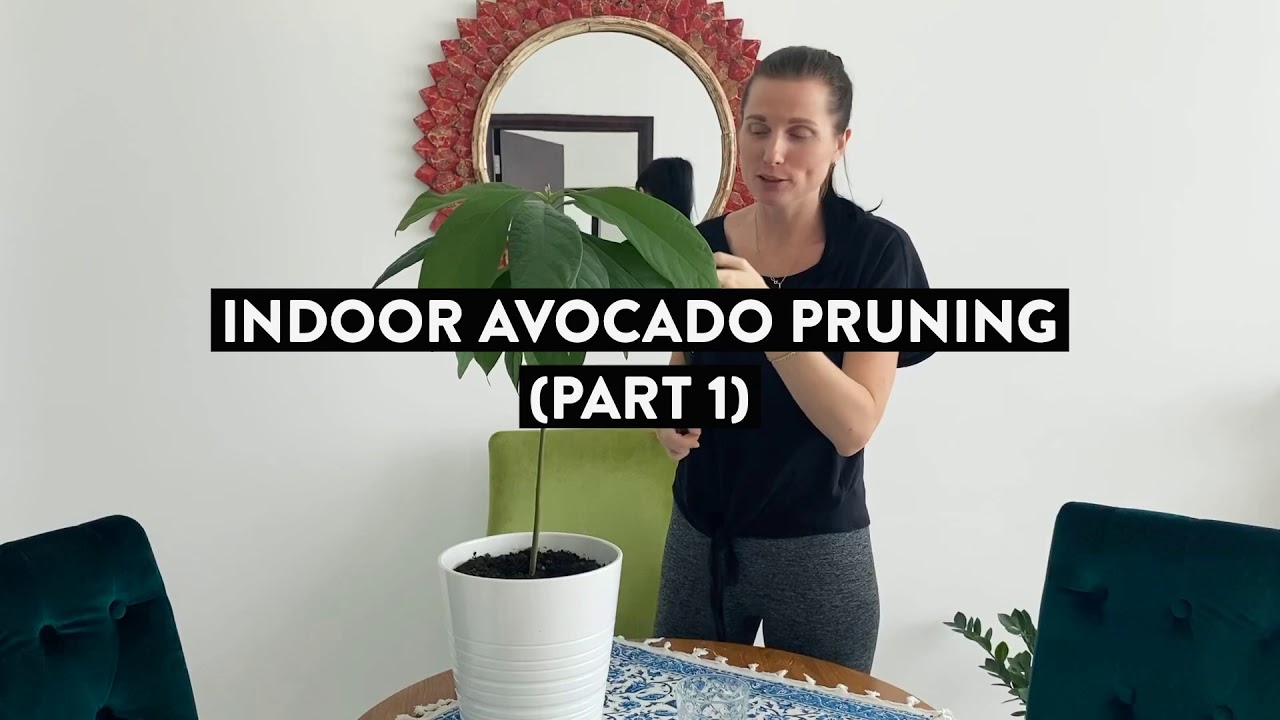 Pruning Indoor Avocado Tree (Part 1)