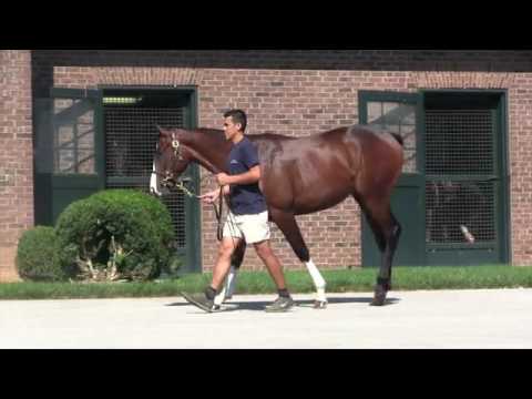 Hip 257: By Tiznow o/o Click Your Heels by Pulpit